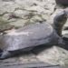 Yangtze Giant Softshell Turtle