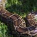 Python Swallows Woman In Indonesia Wa Tiba